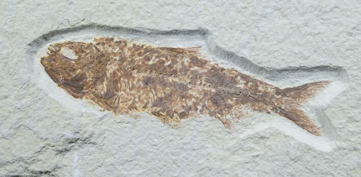 Knightia Fossil Fish - Wyoming #7592